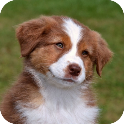 Puppy sales survival guide